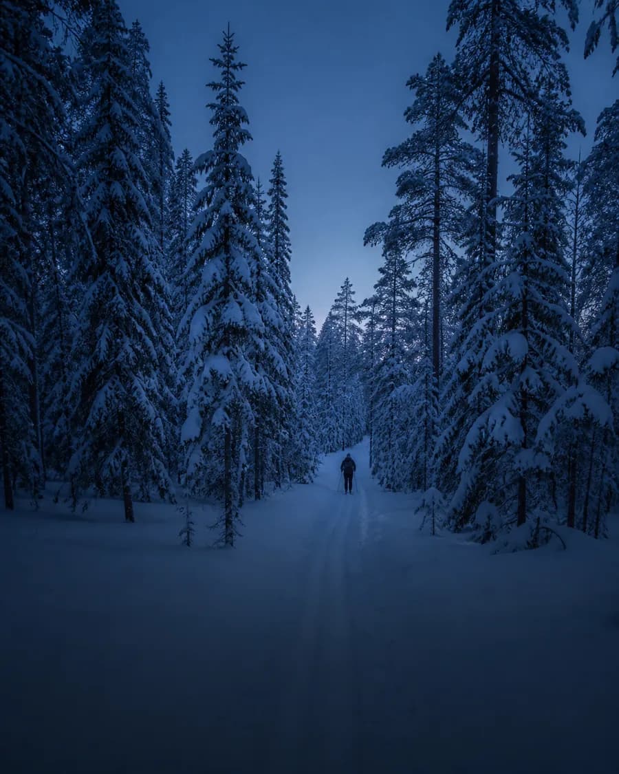 蓝调暮光中,一名滑雪者穿过覆雪的拉普兰森林